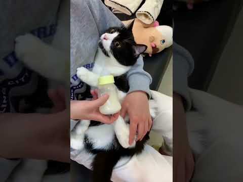 🐱☺ Biberonda Süt Vermiyor Diye Küsüyor Anneye Şapşik 😊