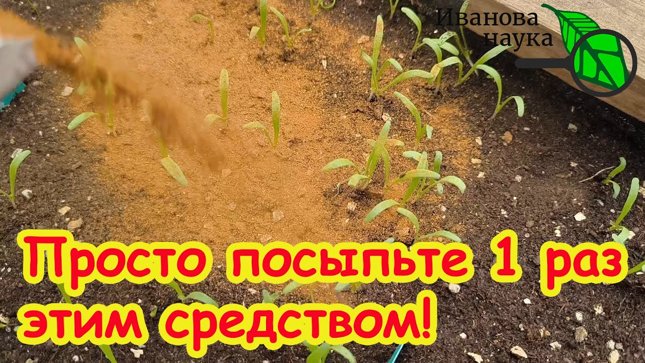Рассада, не болей! Как вылечить рассаду и избавиться от вредителей дома без химии.