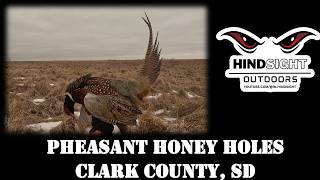 Pheasant Honey Holes of Clark County, South Dakota