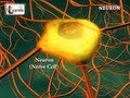 Human Anatomy: Neurons and the Nervous System