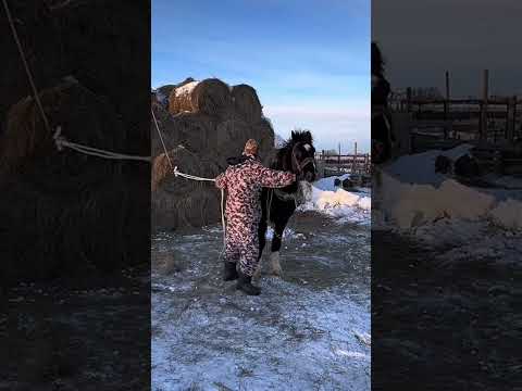 Сокол. Голосовое управление включено