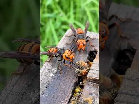 🔥🐝 A arma secreta das abelhas: a técnica da bola de fogo! 🐝🔥