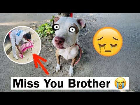 Bye Bye Pitbulla Teri Yad Ayegi 😫 #pitbull #vlog 