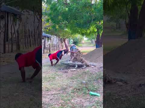 El Cocodrilo y Los Huevos (Broma)