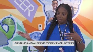 Memphis Animal Services seeks volunteers for 7,000 animals