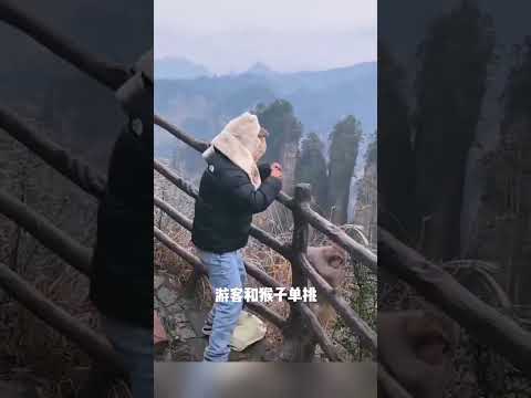 Colorful Journey of Baby Monkey.Funny Life of Baby Monkey in the Forest, Playful Baby Monkey #28