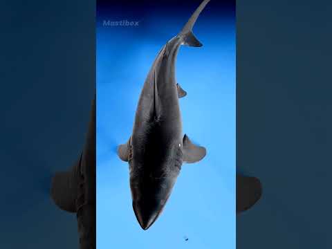 Ocean Boss Megalodon!
