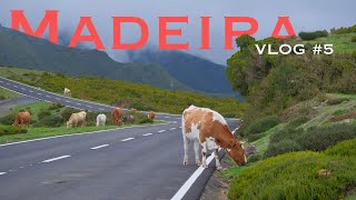 NIE im Leben sind das 25 WASSERFÄLLE | Madeira VLOG #5