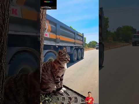 Truck and Cat | Một ngày theo chân chú mèo nhỏ khám phá Hòn Khói #summerofgoals