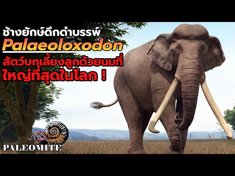 พาลีโอลอกโซดอน-ช้างที่ใหญ่ที่ส ค้นพบไข่ไดโนเสาร์กว่า 100 ฟอง อายุ 192 ล้านปี จากประเทศอาร์เจนตินา (Mussaurus gregarious behavior)
