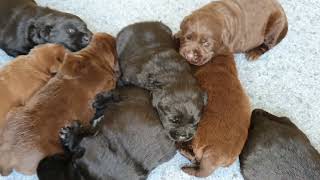 New puppies