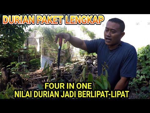 Durian Trisula❗Durian Paket Komplit