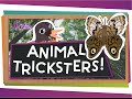 Mimicry in the Animal Kingdom