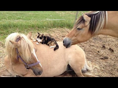 Best funniest horses of the week - Funny And Cute horses Video Compilation 2025🐴#19