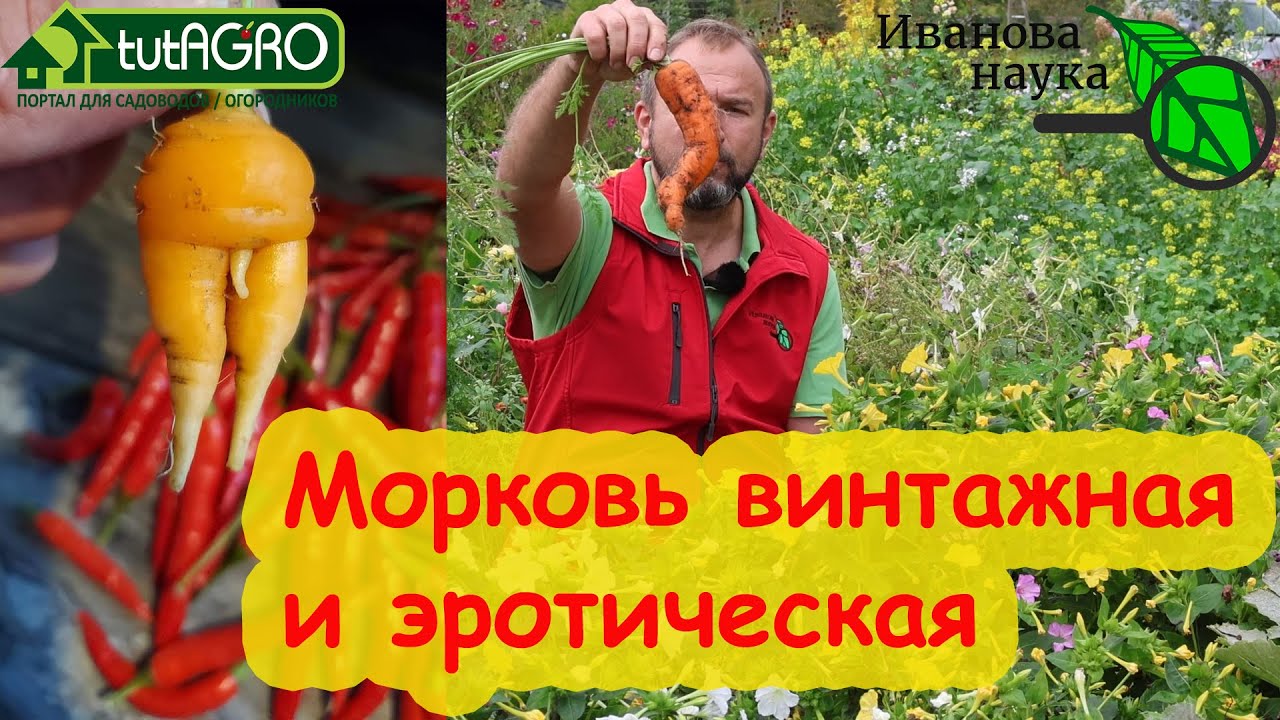 Морковь винтажная и с эротическим характером: как правильно выбрать место для посева моркови.