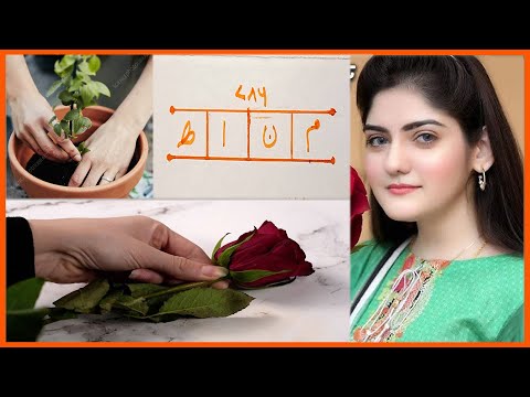 Gulab Ke Fool Wala Taweez MOhabbat Me Pagal Deewana Kar Dene Wala Amal Mohabbat Paida Karne Ka Tawez