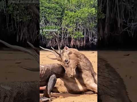 Segredos que o reino animal esconde e que você nunca viu