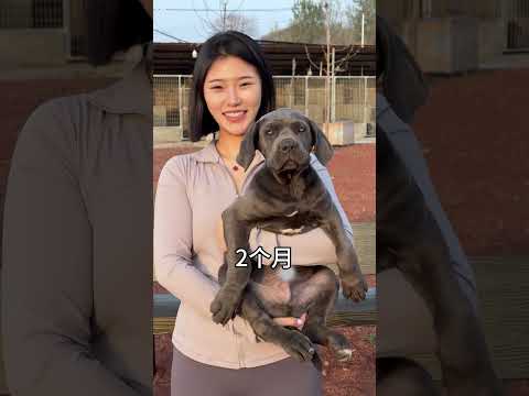 Mountain Eagle Cane Corso: Puppy vs. Adult - Family Companion/Guard Dog