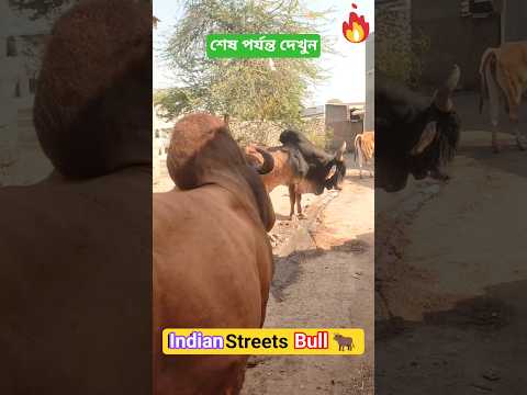 Indian Streets Bull đâ¤ī¸â
|| āĻāύā§āĻĄāĻŋā§āĻžāύ āĻŦāϰā§āĻĄāĻžāϰāĻā§āϰāϏ āĻāϰ⧠#indianbordercrosscow #streetcows #indiancow