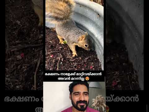 അണ്ണാൻ കുഞ്ഞിനും തന്നാലായത് 🥰 #shorts #reaction #viral #video