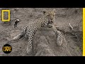 Animal Behavior and Adaptations