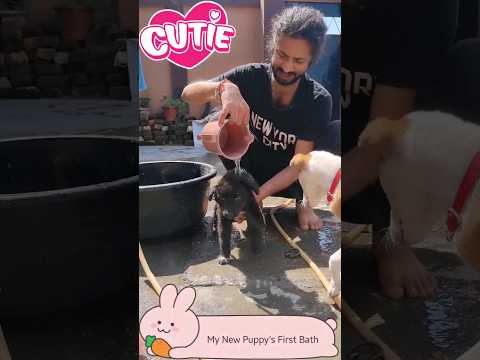 My new Puppy's First Bath 🥰 Mini Vlog #shorts #dog #puppy #minivlog #dogs #doglover #newpuppy