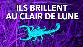 Pourquoi les scorpions brillent-ils dans le noir ?