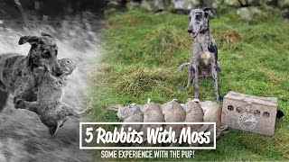 5 Rabbits With Moss - Some experience with the pup!