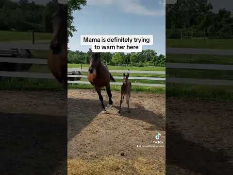 Mom’s always right! Like & subscribe for more foal content 🐴 #foal #funny #equestrian #viral #fail