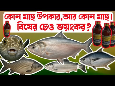 এই ১০টি মাছ খেলে বিষের মতো কাজ করে! জেনে বুঝে খাচ্ছেন তো? জানলে শিউরে উঠবেন!