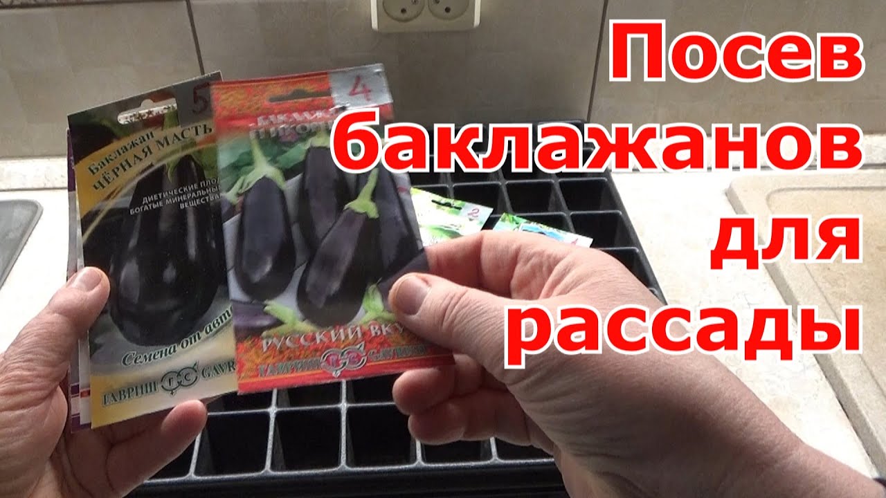 Посев баклажанов на рассаду. Выращивание крепкой и здоровой рассады баклажанов без пикировки