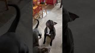 MajinBuu is an active pitbull Goku not so much #youtubeshorts #viral #shorts #fyp #dog #shortvideo