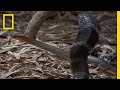 King Cobra Feeding and Behavior