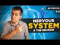 Understanding the Nervous System