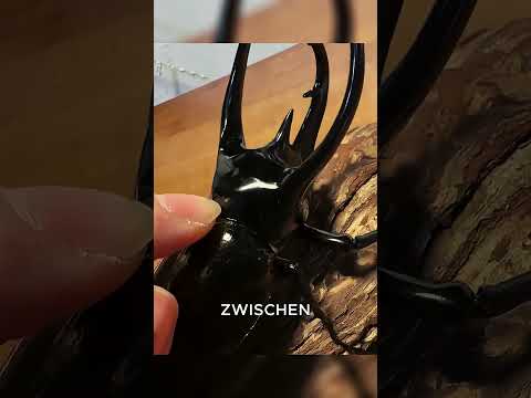 Der stärkste Käfer der Welt! #tiere #shorts