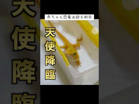 赤ちゃん恐竜が家族になった、お迎え初日