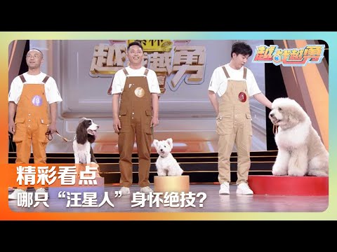 究竟是谁给蚂蚁雕了三双鞋？谁家狗狗会骑自行车？谁的花式足球技艺打破了吉尼斯世界纪录？| 第艺流「越战越勇」20250716 真的会赢