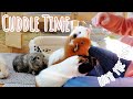 Understanding Guinea Pig Behavior