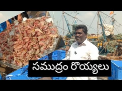 సముద్రం రొయ్యలు --రకాలు