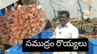సముద్రం రొయ్యలు --రకాలు