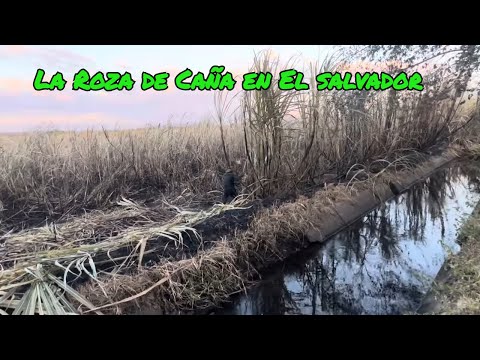 Asi se ganan la vida Rozando caña en El Salvador | Youtubero Salvadoreño