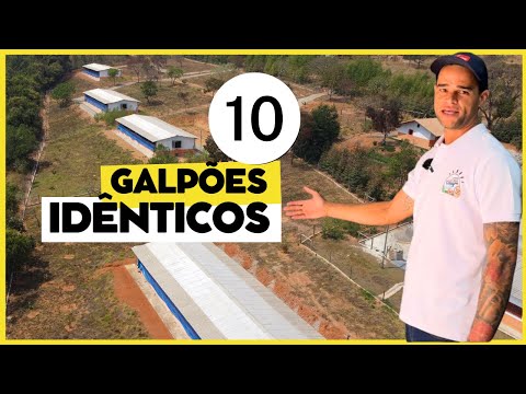 10 GALPÕES IDÊNTICOS: GRANDE PROJETO de PRODUÇÃO de OVOS CAIPIRAS