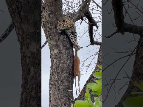 Leopard Hoists Baby Impala into Tree | Not for Faint of Heart l