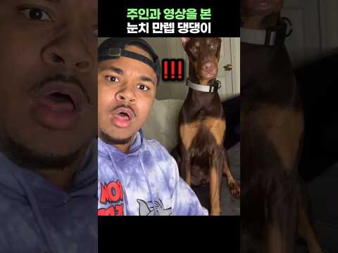 엉뚱한 주인과 눈치 만렙 댕댕이ㅋ