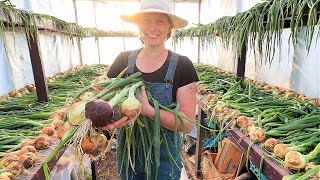 Giant 1000 Onion Harvest | Growing + Preservation Secrets