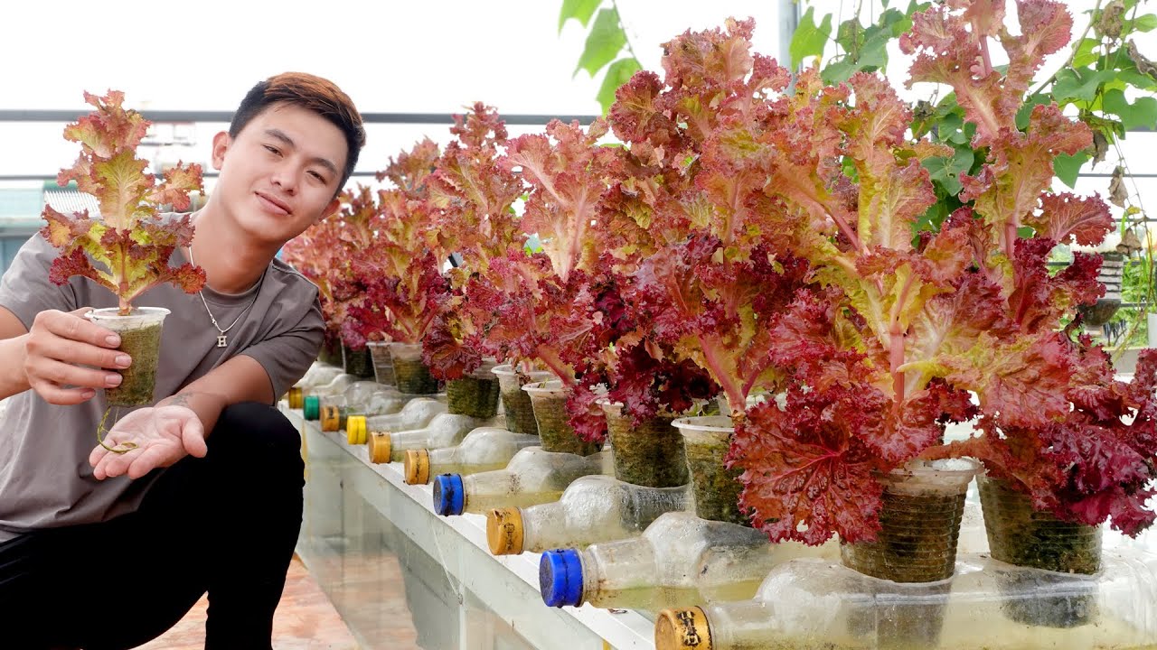 No Need Watering, Recycle Plastic Bottles to Grow Vegetables Effectively At Home