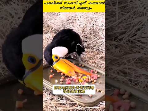 കൊക്ക് പൊട്ടിപ്പോയ പക്ഷിക്ക് സംഭവിച്ചത് കണ്ടാൽ നിങ്ങൾ ഞെട്ടും, അവസാനം വരെ കാണു #shorts #trending