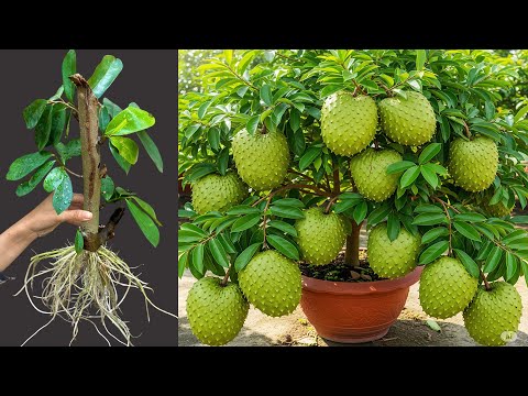 How To Propagate Soursop and Sweetsop Trees Cutting Faster, how to growing soursop trees