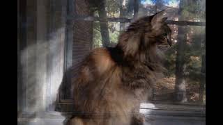 Harp and meows for comfort when comfort is not possible