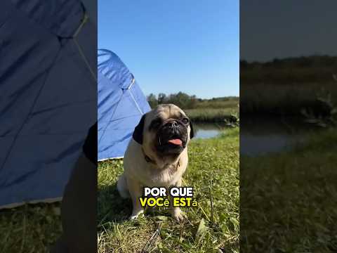 Um novo celular registrou cenas engraçadas com Sonu e Monu #shortvideo